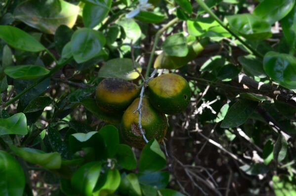 A citrus grove.