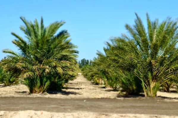 A palm grove.