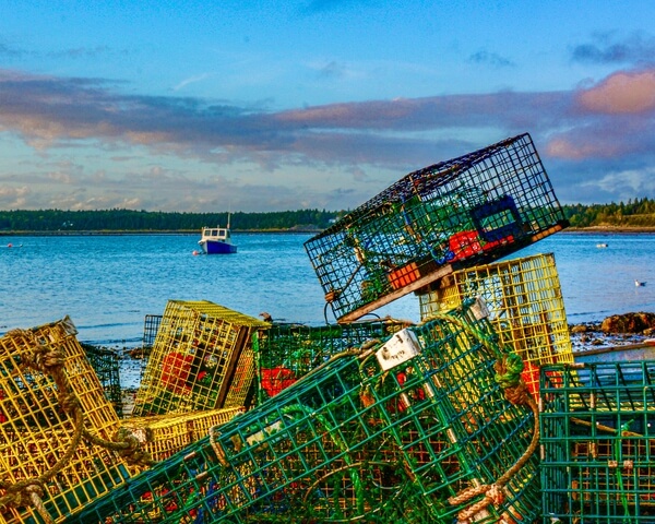 Coated wire lobster traps are replacing wooden traps.