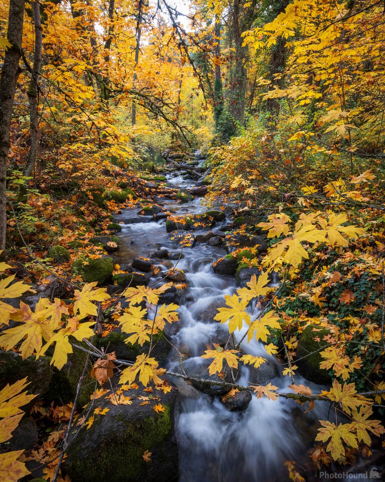 Image of Lithia Park by Greg Valle