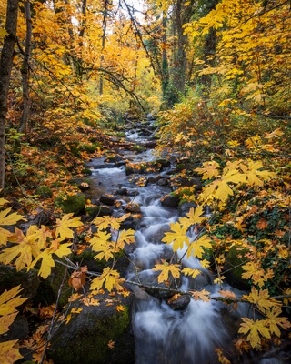 Picture of Lithia Park - Lithia Park