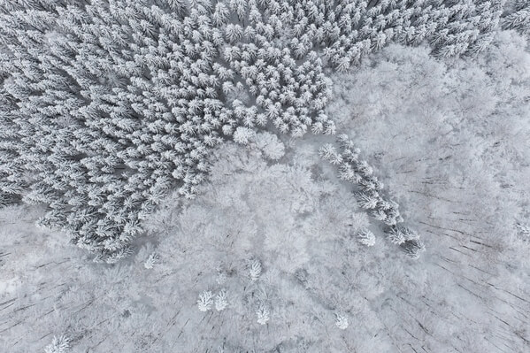Aerial view on snowy forest