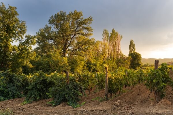 Vineyards at Popova Kula