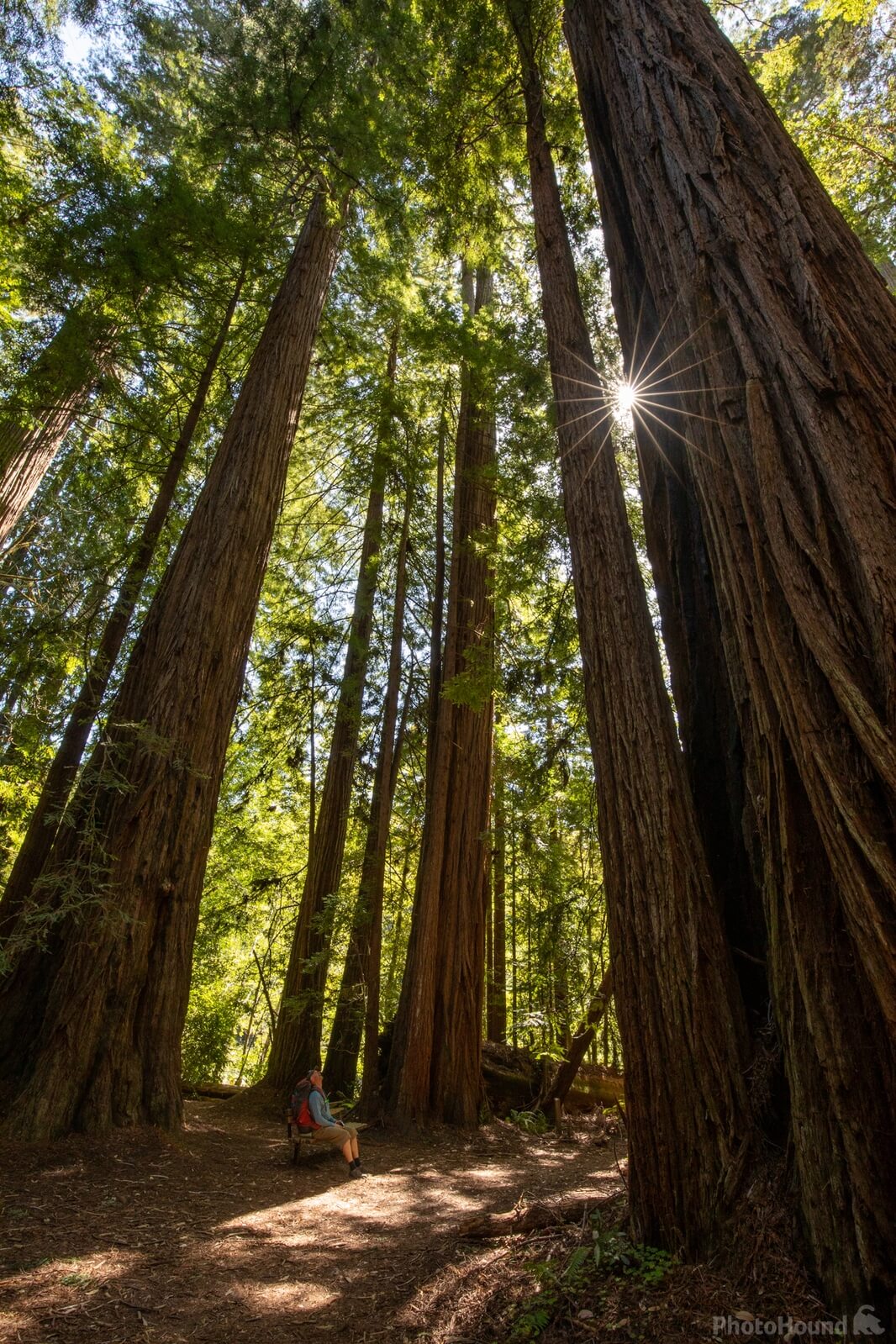 Image of Tall Trees Grove by Greg Valle
