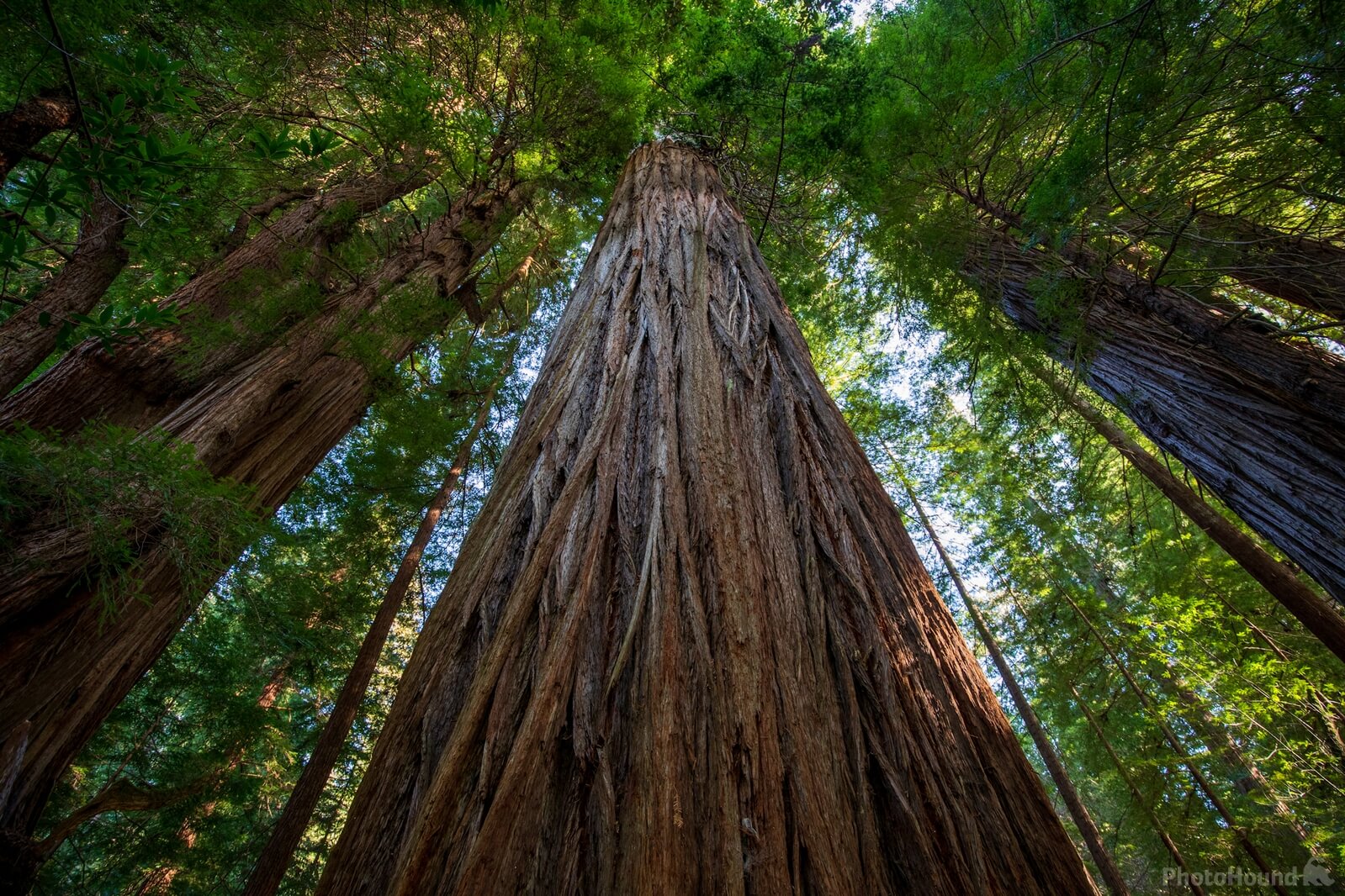 Image of Tall Trees Grove by Greg Valle