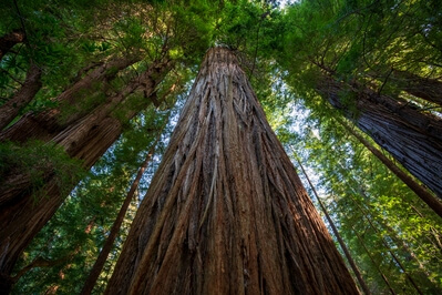 California photography spots - Tall Trees Grove