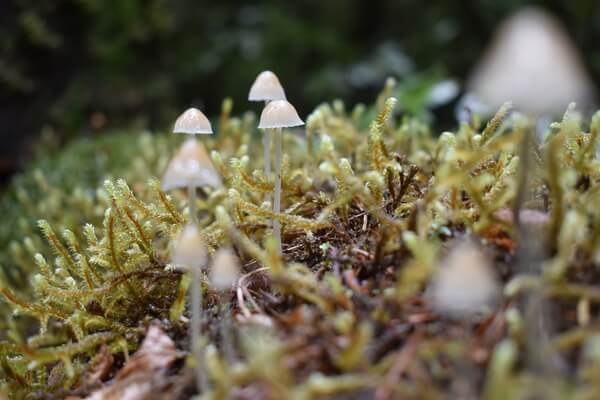 Mini-mushrooms on a trailside log