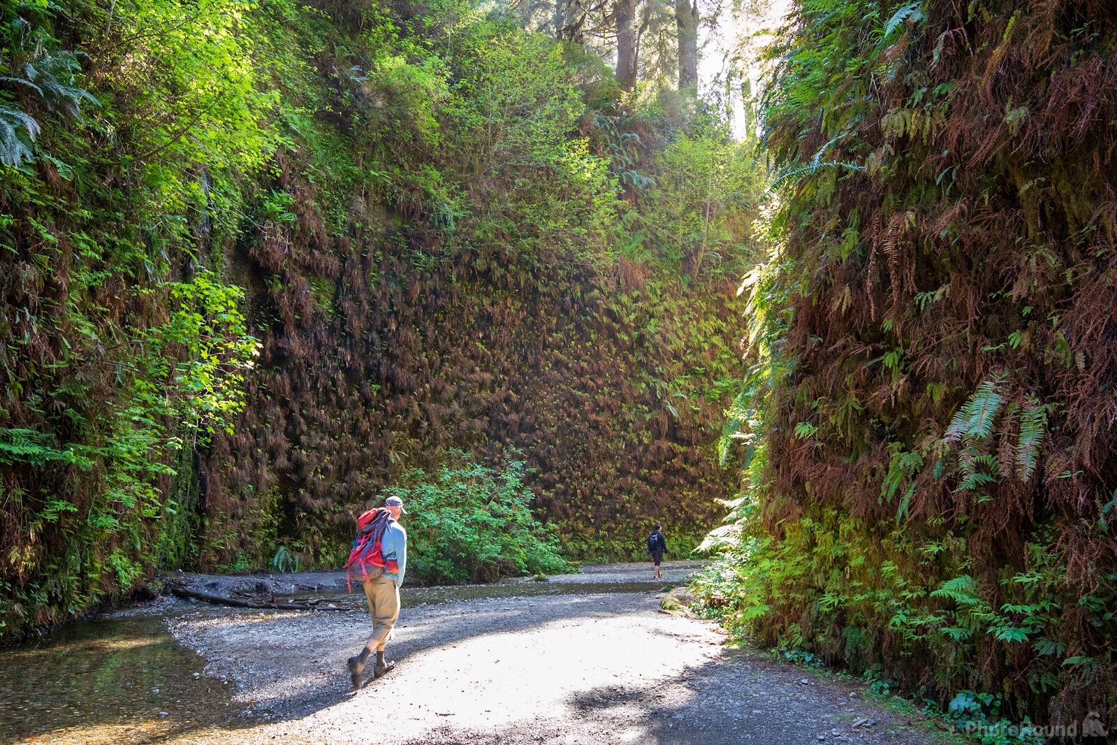Image of Fern canyon by Greg Valle