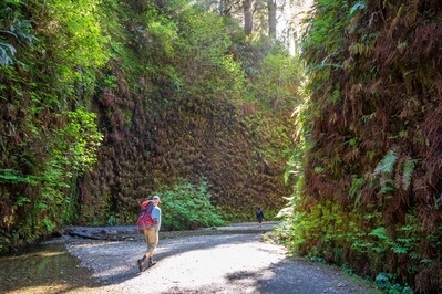 photo locations in California - Fern canyon