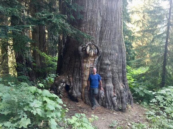 The big old tree is about 40 feet from the shoulder of the road and the path leading to it is well worn.