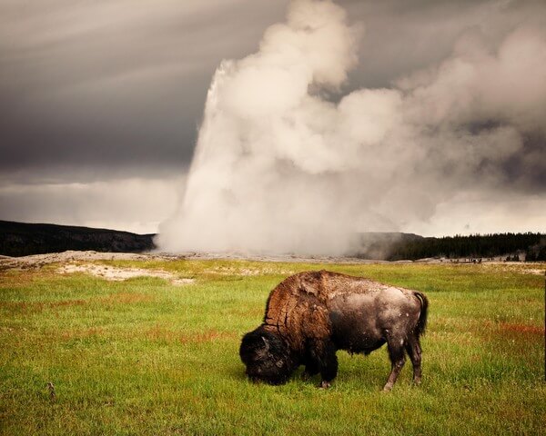 A bison, unperturbed by the geyser eruption. At peak times, get there in good time to secure a front row seat