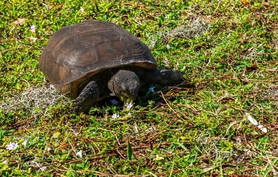 The Gopher Tortoise is an endangered species.  We saw several in the park.  This one was eating flowers near the entrance.
