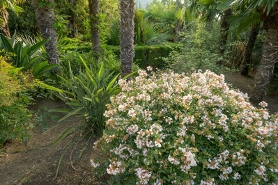 Image of Trsteno Arboretum - Trsteno Arboretum