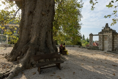 pictures of Croatia - Huge Plane Trees at Trsteno