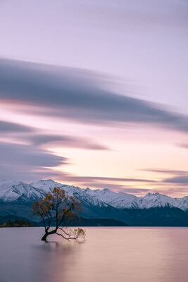 photos of New Zealand - Lone Tree of Wanaka
