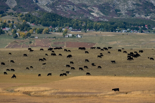 Cows grazing near Durmitor
