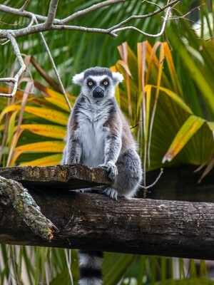Ring-Tailed Lemur.