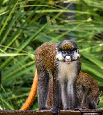 Red-Tailed Guenon.