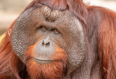 Male orangutan.   