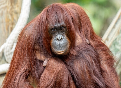 Female orangutan.