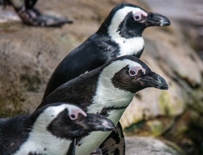 African Penguins.