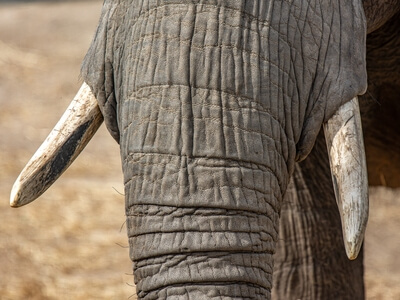 African elephant: close-up of tusks and skin.