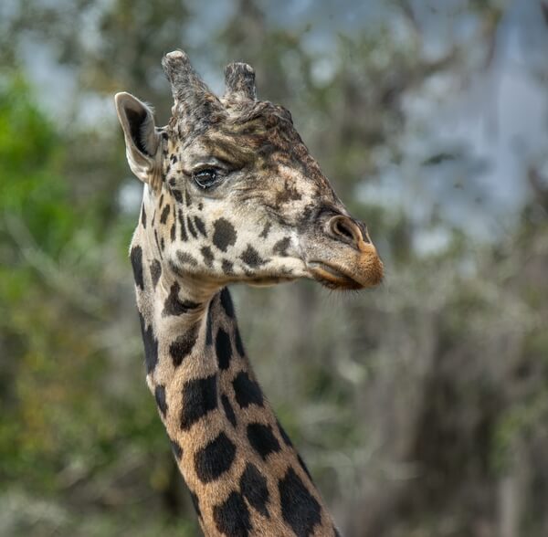 Nubian giraffe.  This species is native to Sudan and Ethiopia.