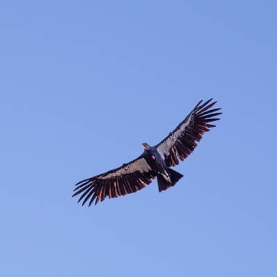 Condor soaring in the afternoon