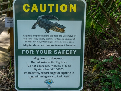The alligators are real and they bite.  Do not feed them.  Feeding the wildlife teaches the animals approach people for food.  Alligators that approach people in parks are relocated or destroyed.