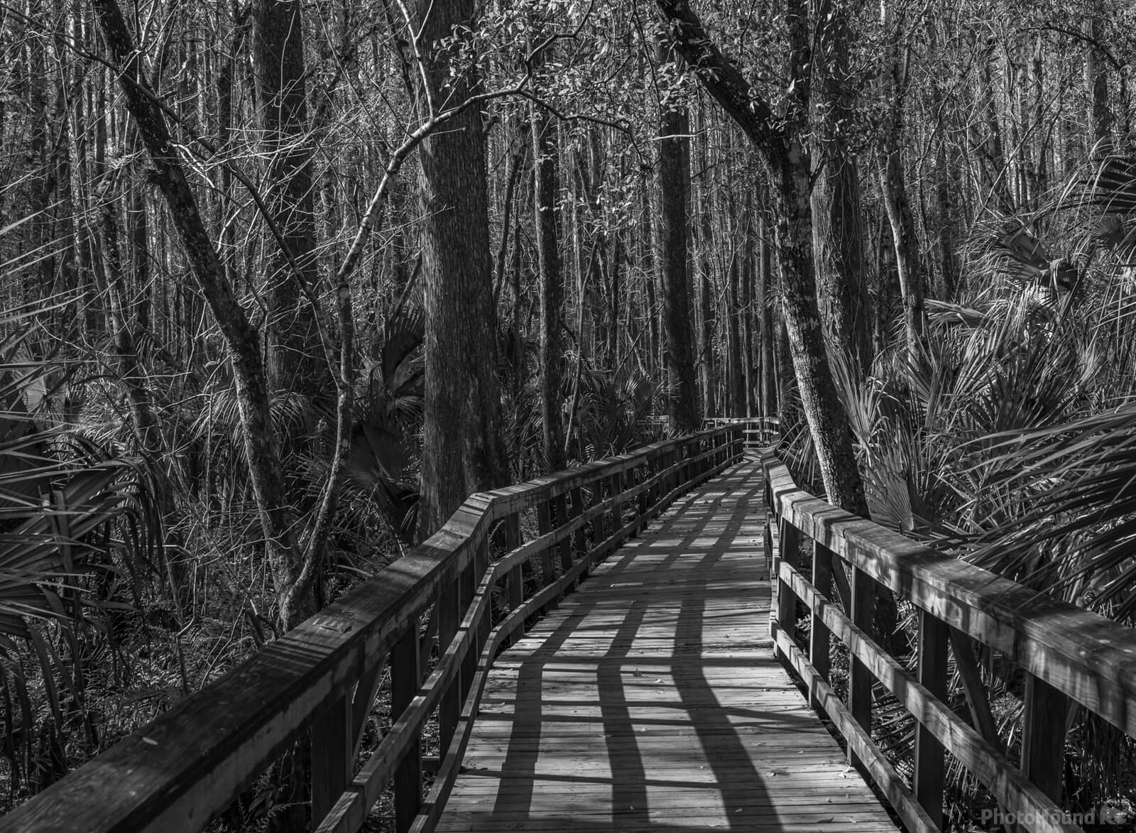 Image of Cypress Swamp Trail, Highlands Hammock SP by Wayne Foote