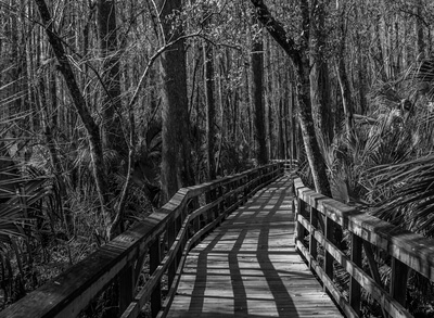 Part of the modern boardwalk.  I processed in B&W to reduce some of the chaos.