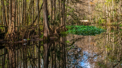photography locations in Florida - Cypress Swamp Trail, Highlands Hammock SP