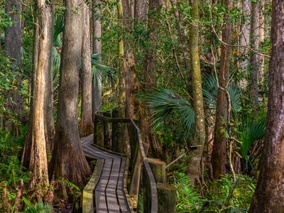 Photo of Cypress Swamp Trail, Highlands Hammock SP - Cypress Swamp Trail, Highlands Hammock SP