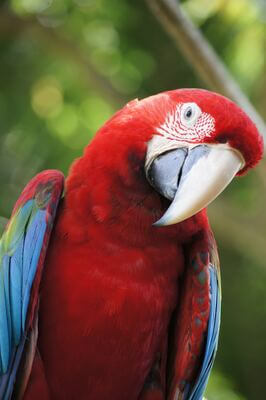 pictures of Indonesia - Bali Bird Park