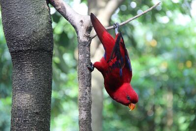 Indonesia images - Bali Bird Park