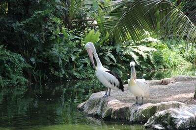 Indonesia photos - Bali Bird Park