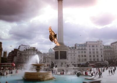 pictures of London - Trafalgar Square