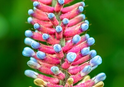 Blue aechmea bromeliad