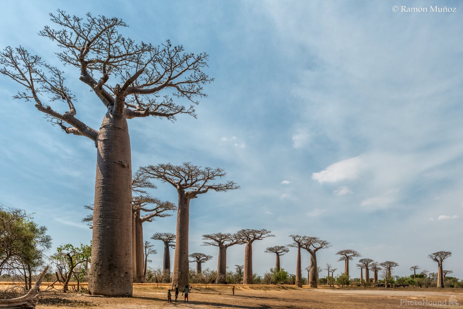 Image of Avenue of the Baobabs in Morondava by Ramón Muñoz