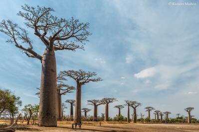 Marofototra instagram spots - Avenue of the Baobabs in Morondava