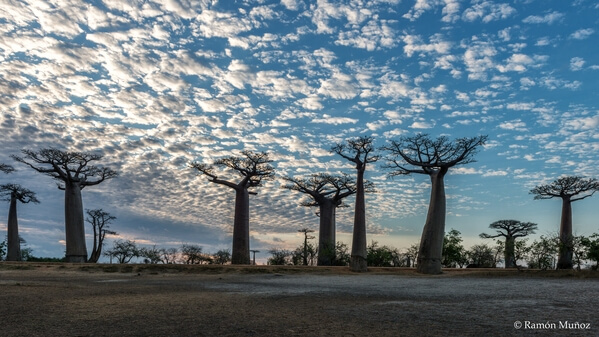 Sunset on the Avenue of Baobabs, Morondava