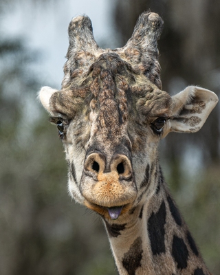 This Nubian giraffe showed its displeasure with photography.