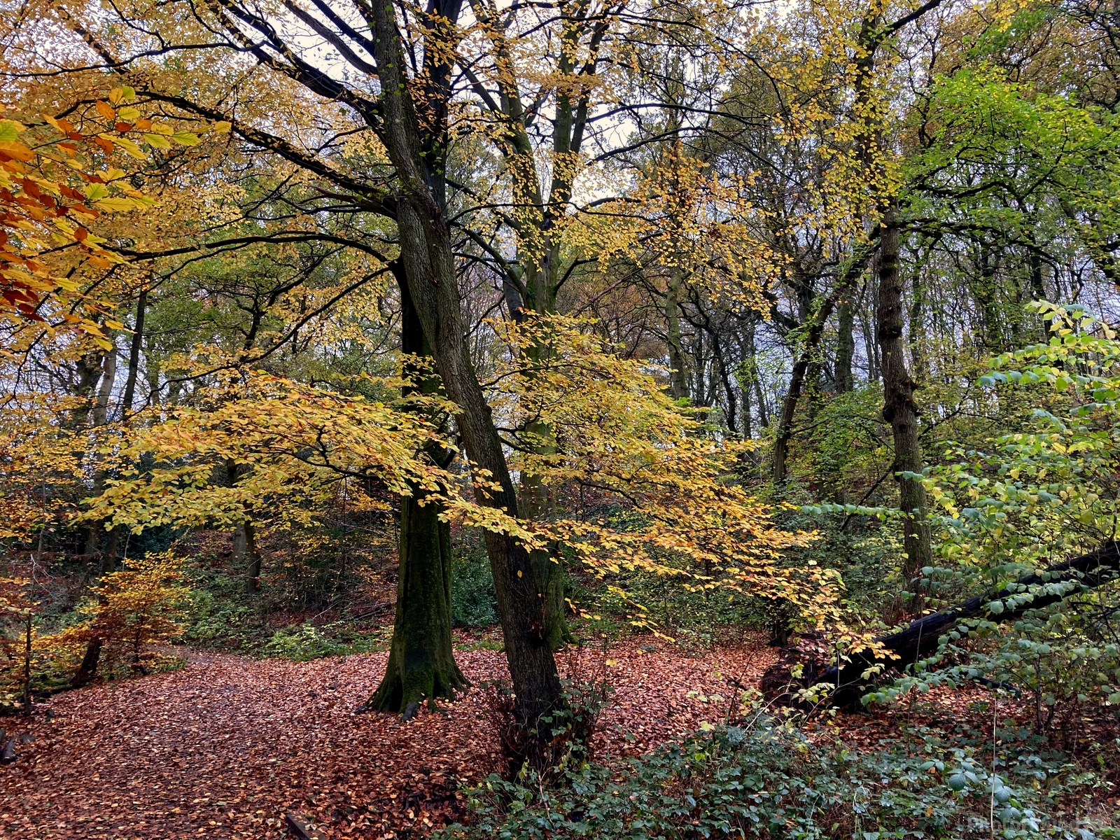 Image of Greenway Bank Country Park by Philip Eptlett