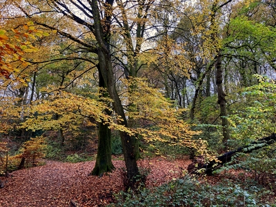 A quick mobile phone shot capturing the beautiful autumn colours while walking around Knypersley Pool within the Country Park.