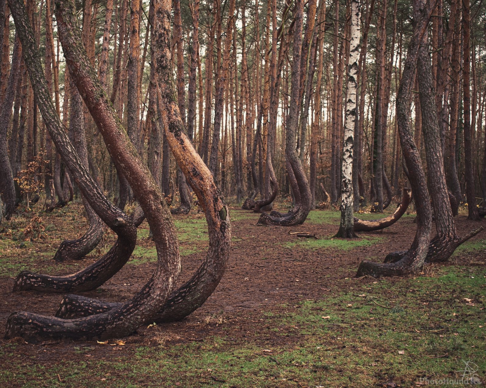 Image of Crooked Forest by Richard CBAT