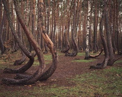 Mlynarze photography spots - Crooked Forest
