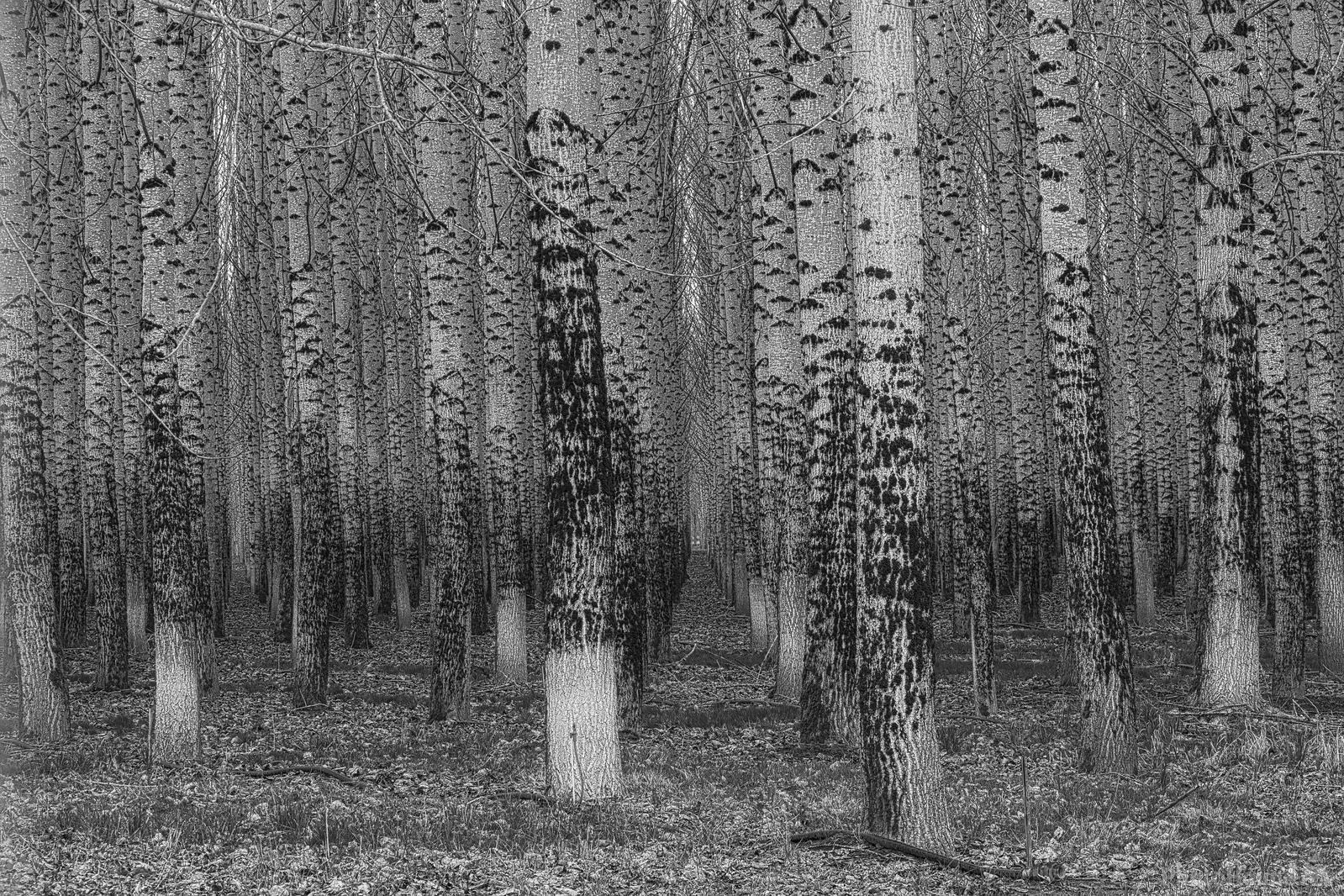 Image of Chehalis Poplar Plantation by Steve West