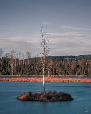 Lonely birch in the middle of a peat-bog, Chalupska Slat