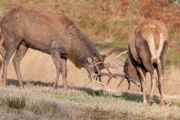 Rutting stags