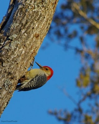 Woodpecker in winter scouring for a bite.